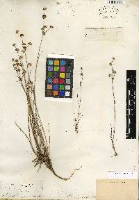 Juncus subcaudatus image