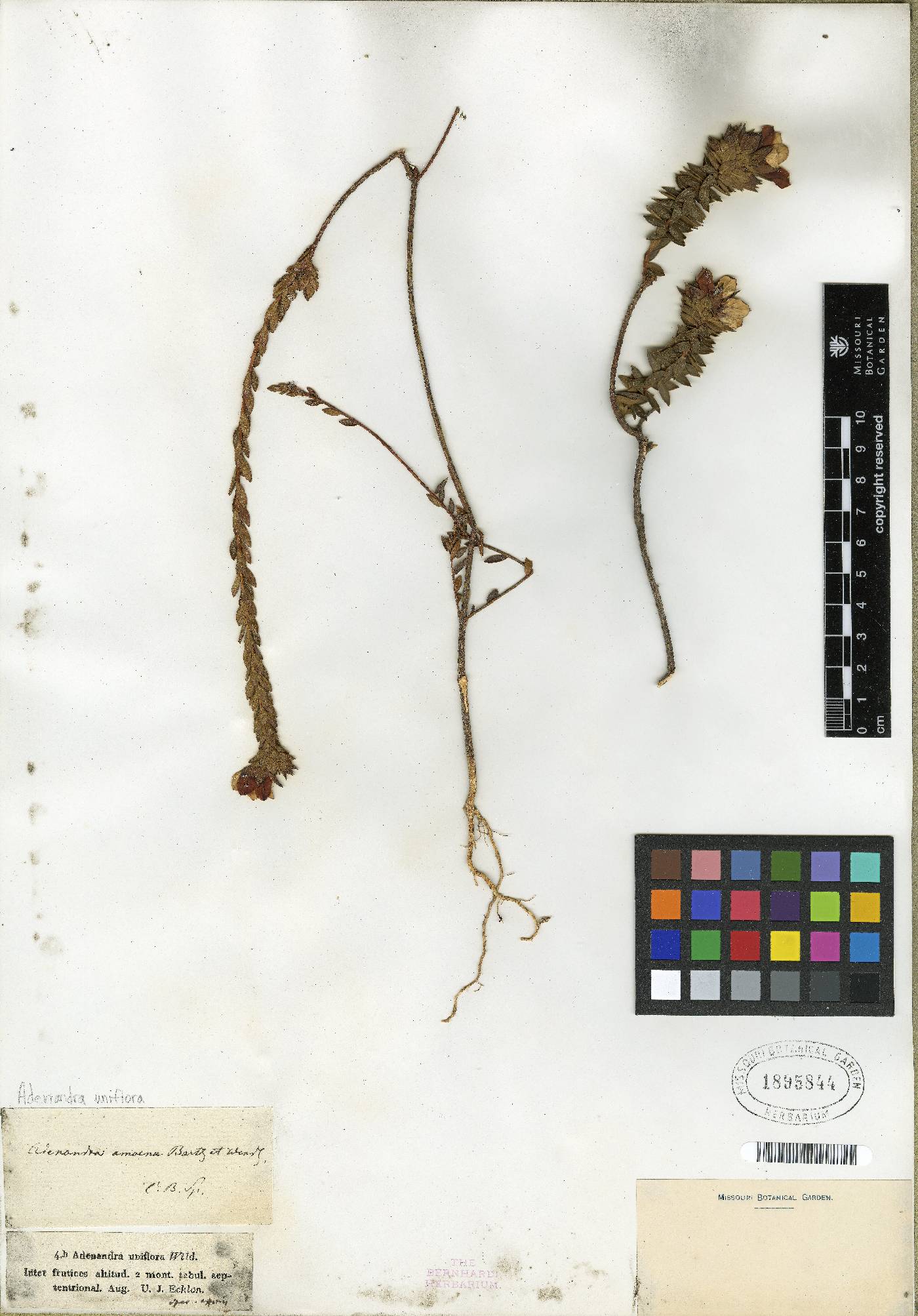 Adenandra uniflora image