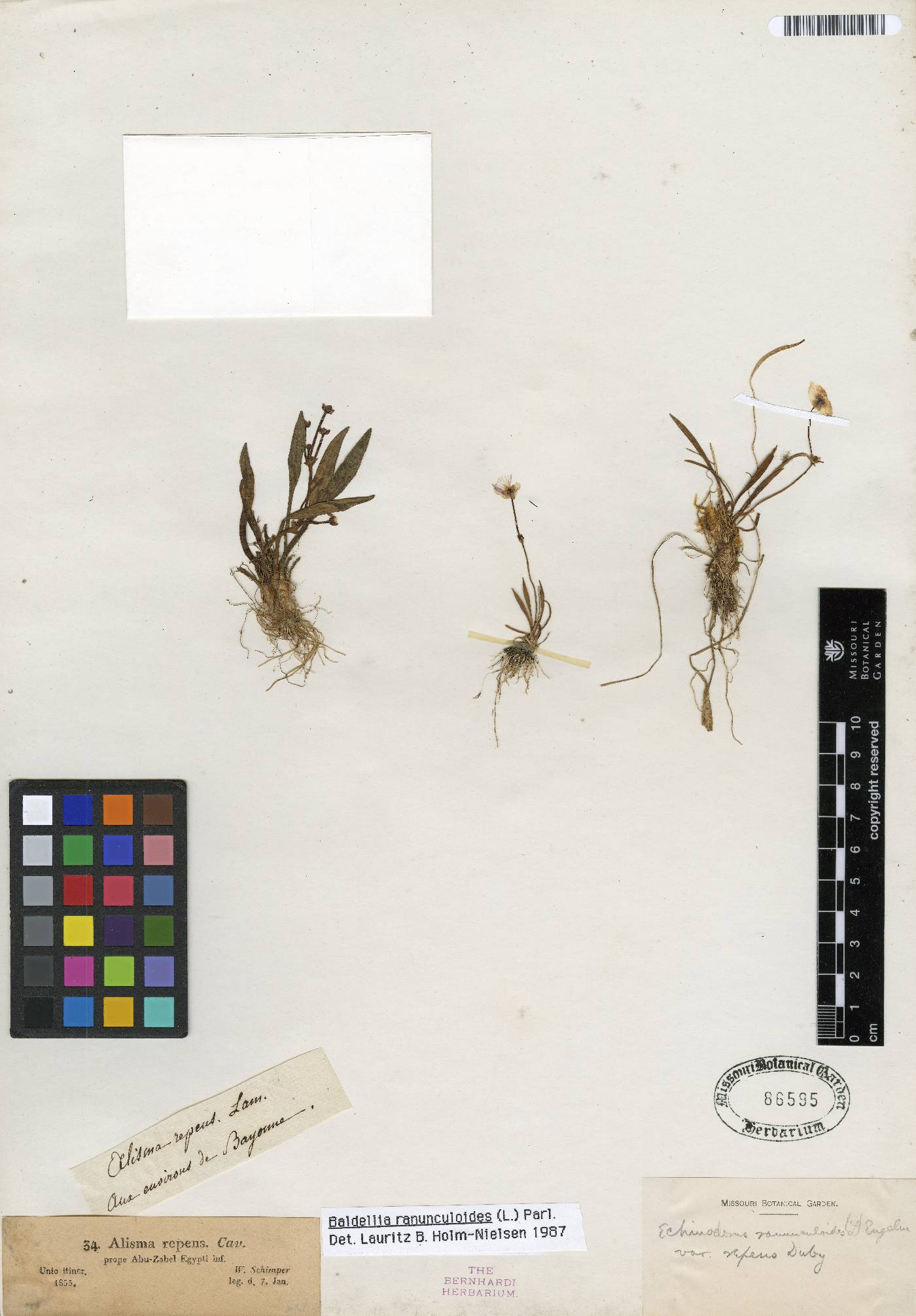 Baldellia ranunculoides image