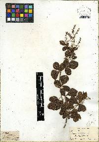 Searsia laevigata image