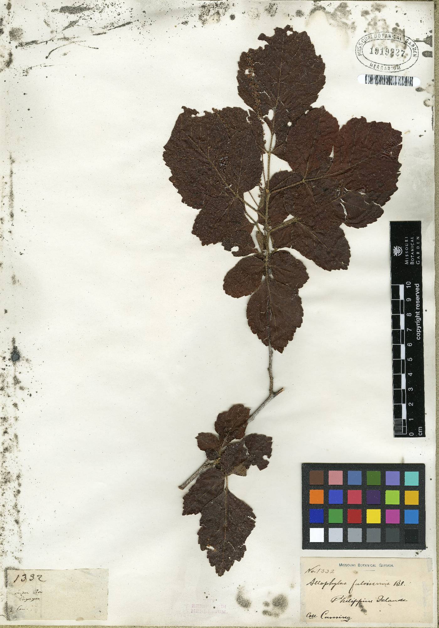 Allophylus triphyllus image