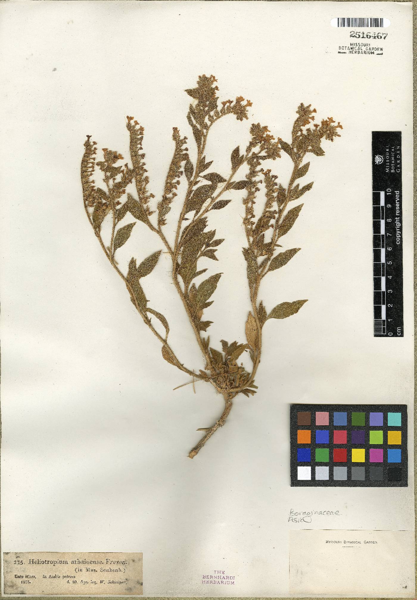 Heliotropium arbainense image