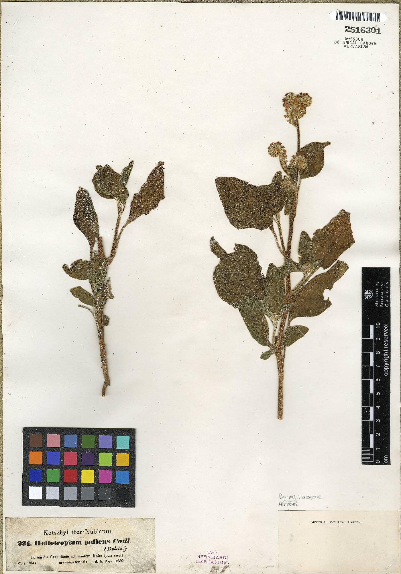 Heliotropium aegyptiacum image