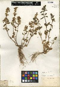Marrubium cephalanthum subsp. cephalanthum image