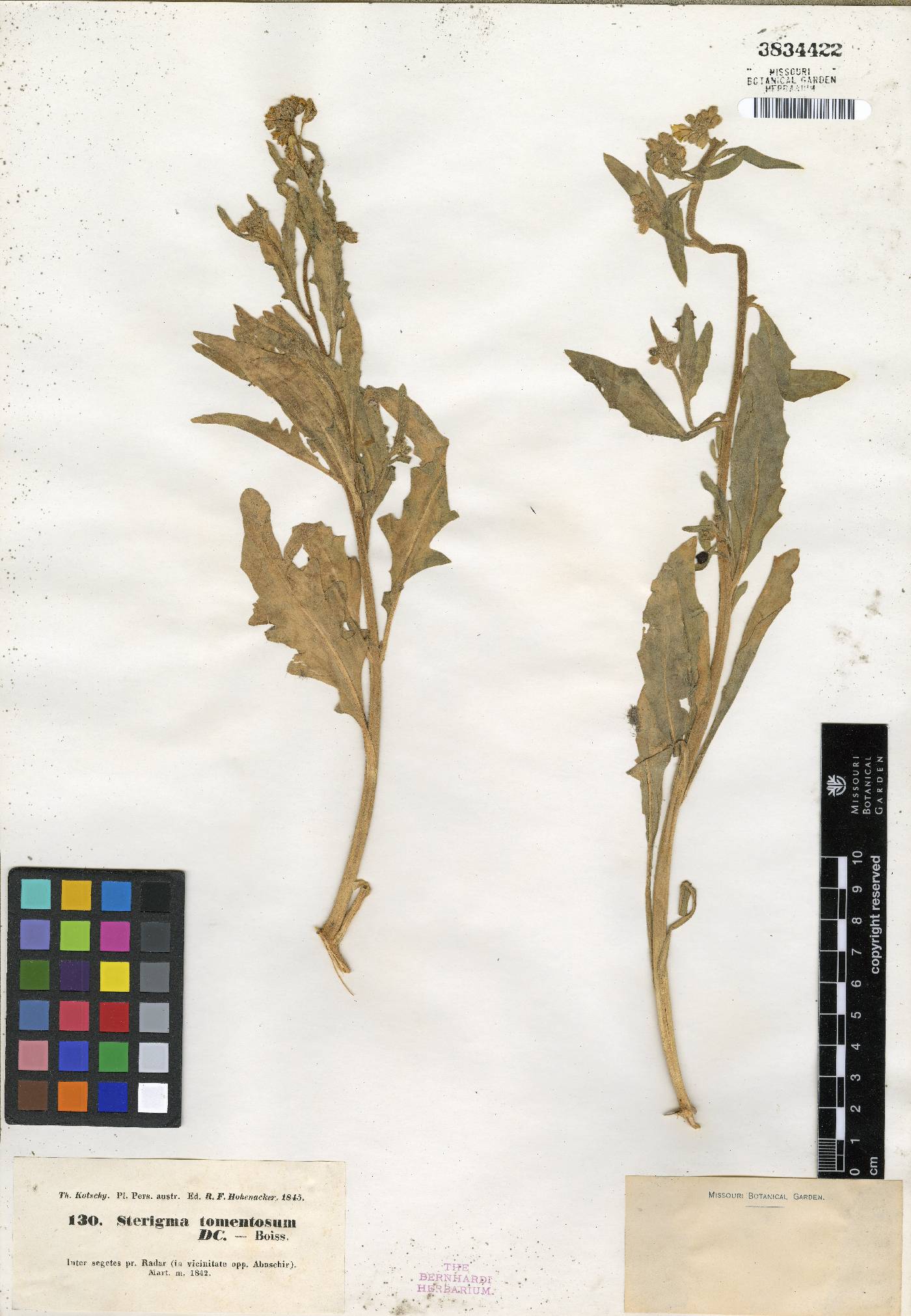Sterigmostemum image