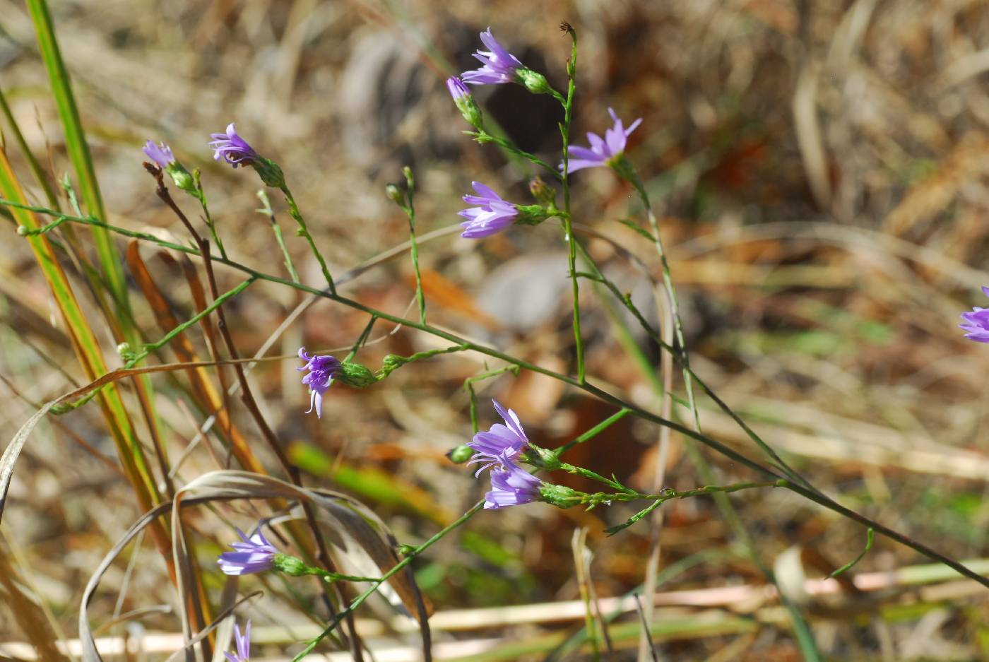 Symphyotrichum oolentangiense var. oolentangiense image