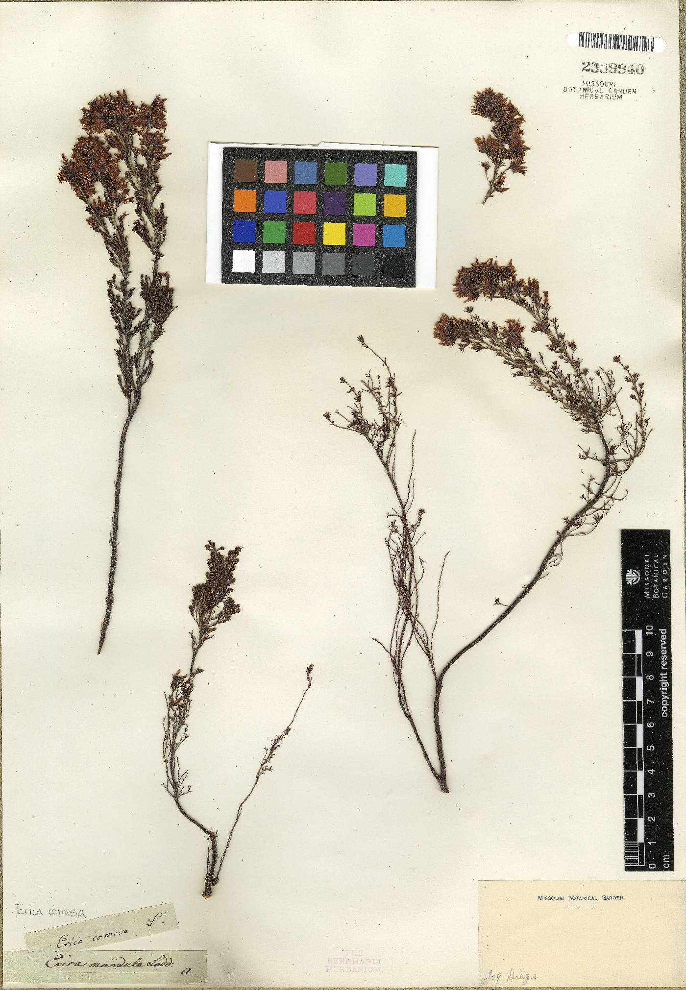 Erica diaphana image