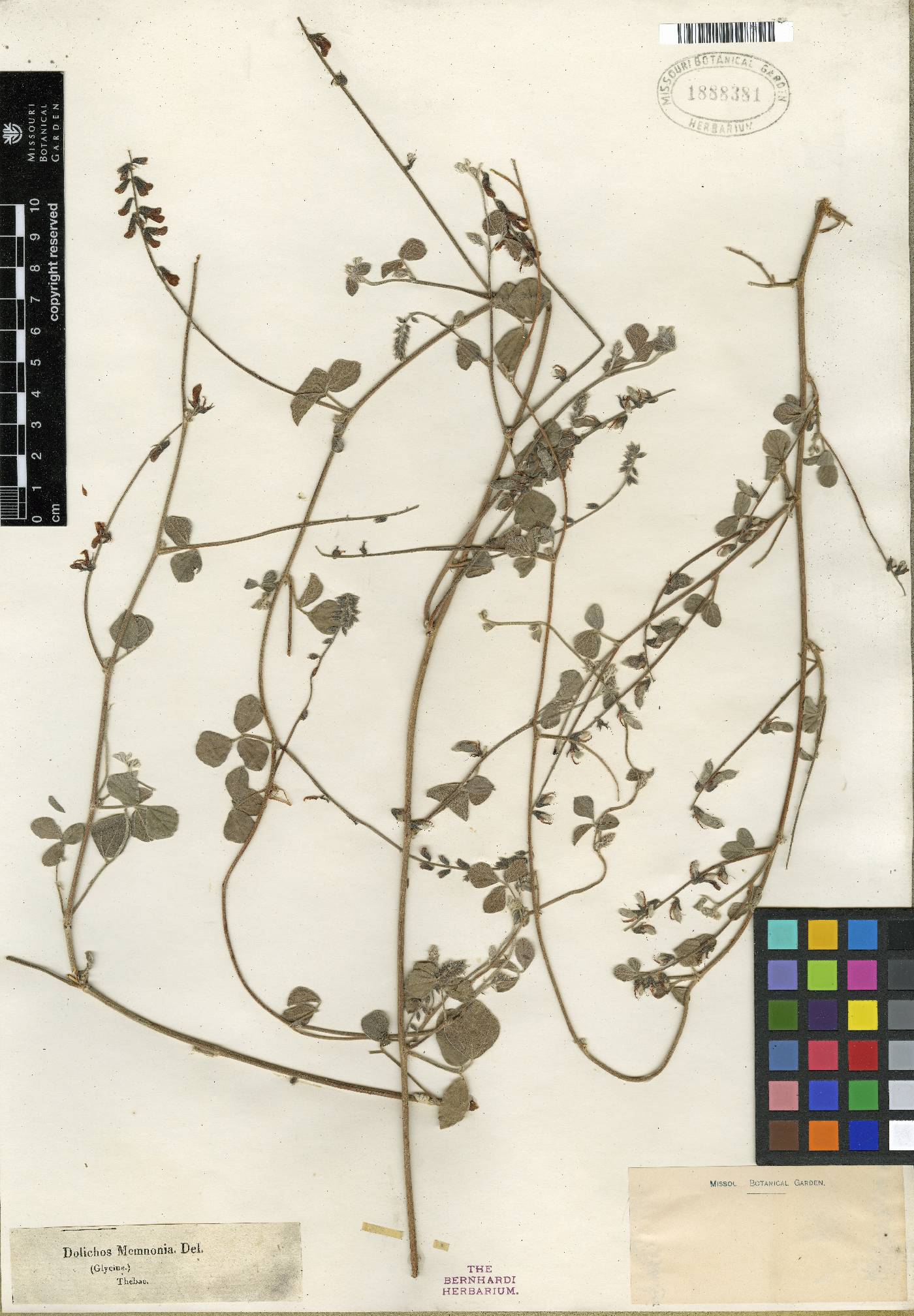 Rhynchosia minima var. memnonia image