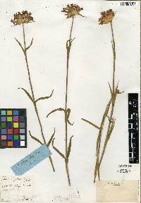 Dianthus atrorubens image