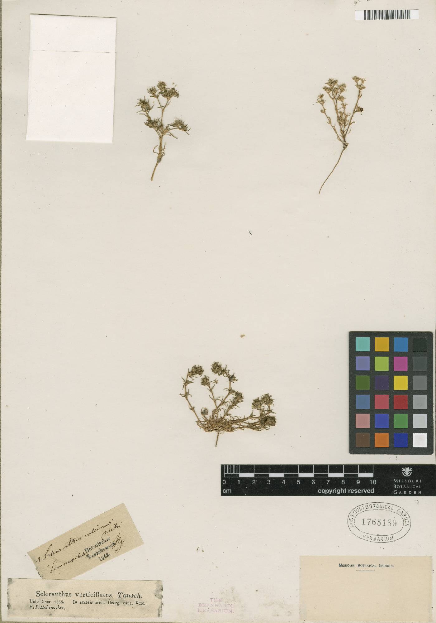 Scleranthus verticillatus image