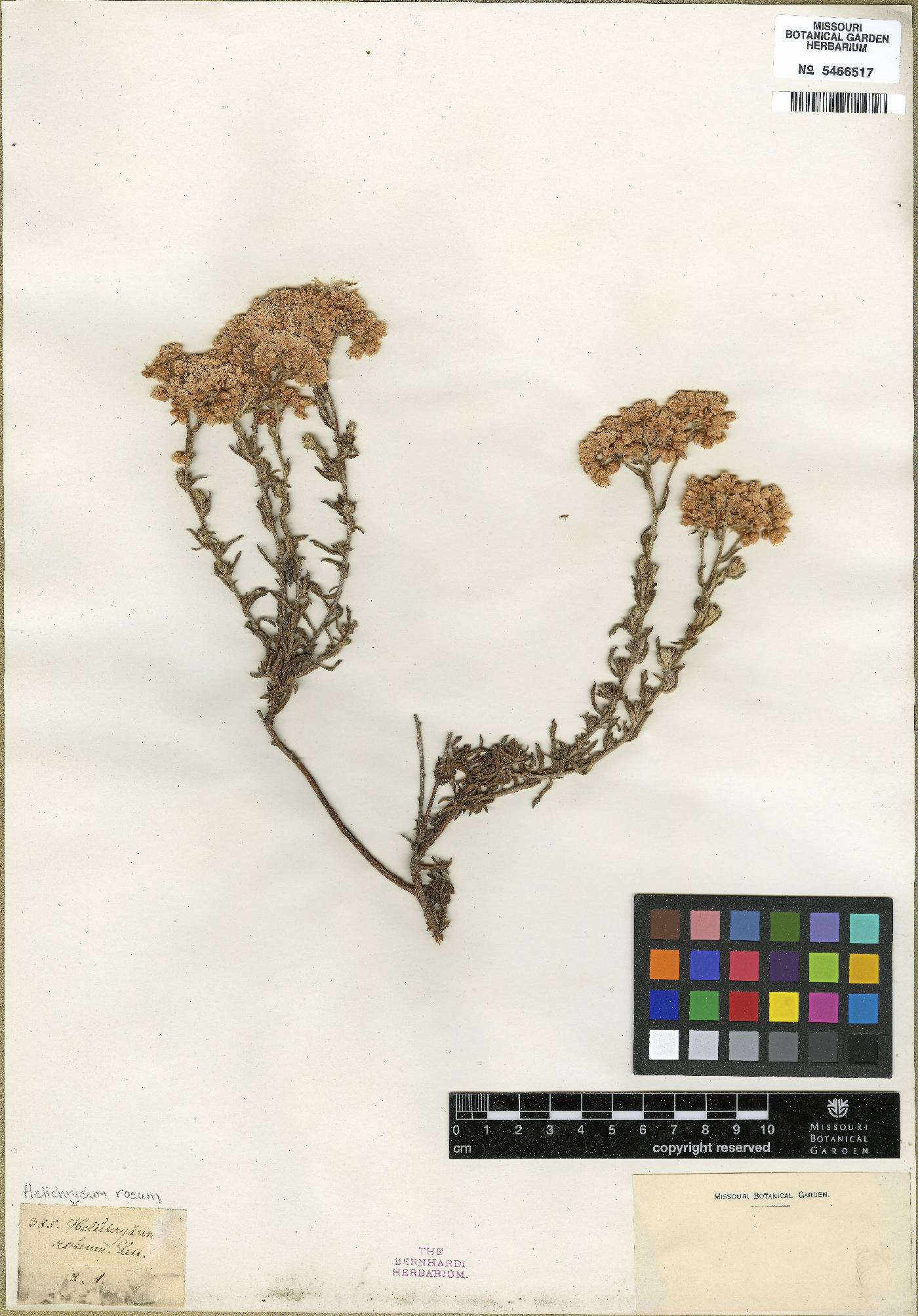 Helichrysum rosum image