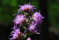 Liatris squarrulosa image