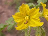 Solanum rostratum image