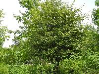 Crataegus viridis image