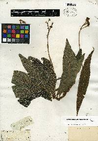 Rhytidophyllum tomentosum image