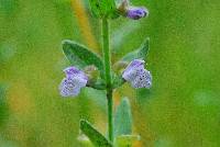 Scutellaria parvula var. parvula image