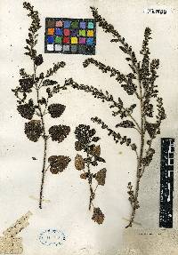 Scutellaria albida image