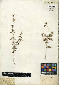 Salvia chamaedryoides image