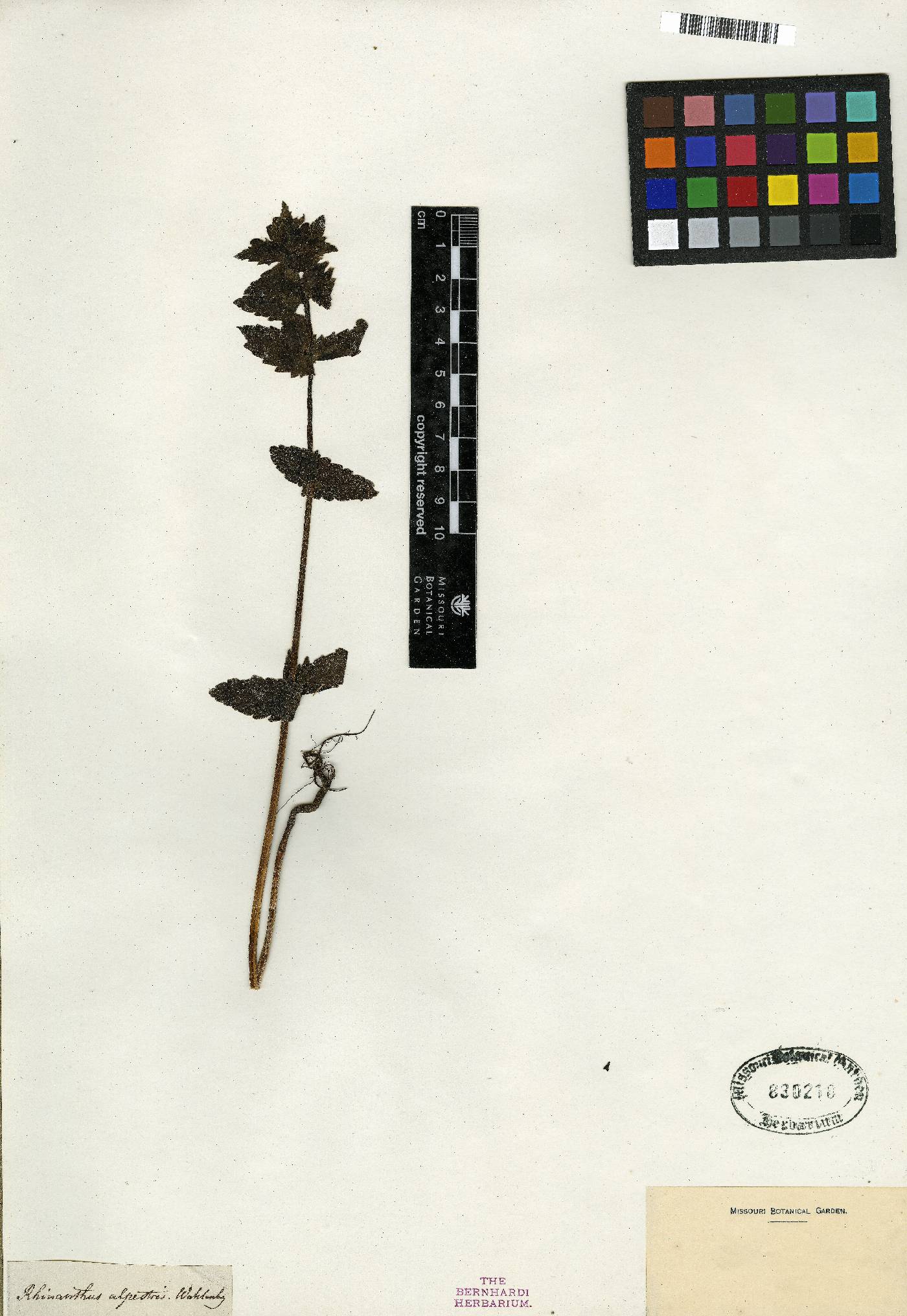 Rhinanthus serotinus subsp. serotinus image