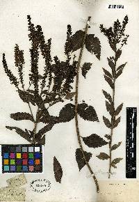 Veronica spuria image