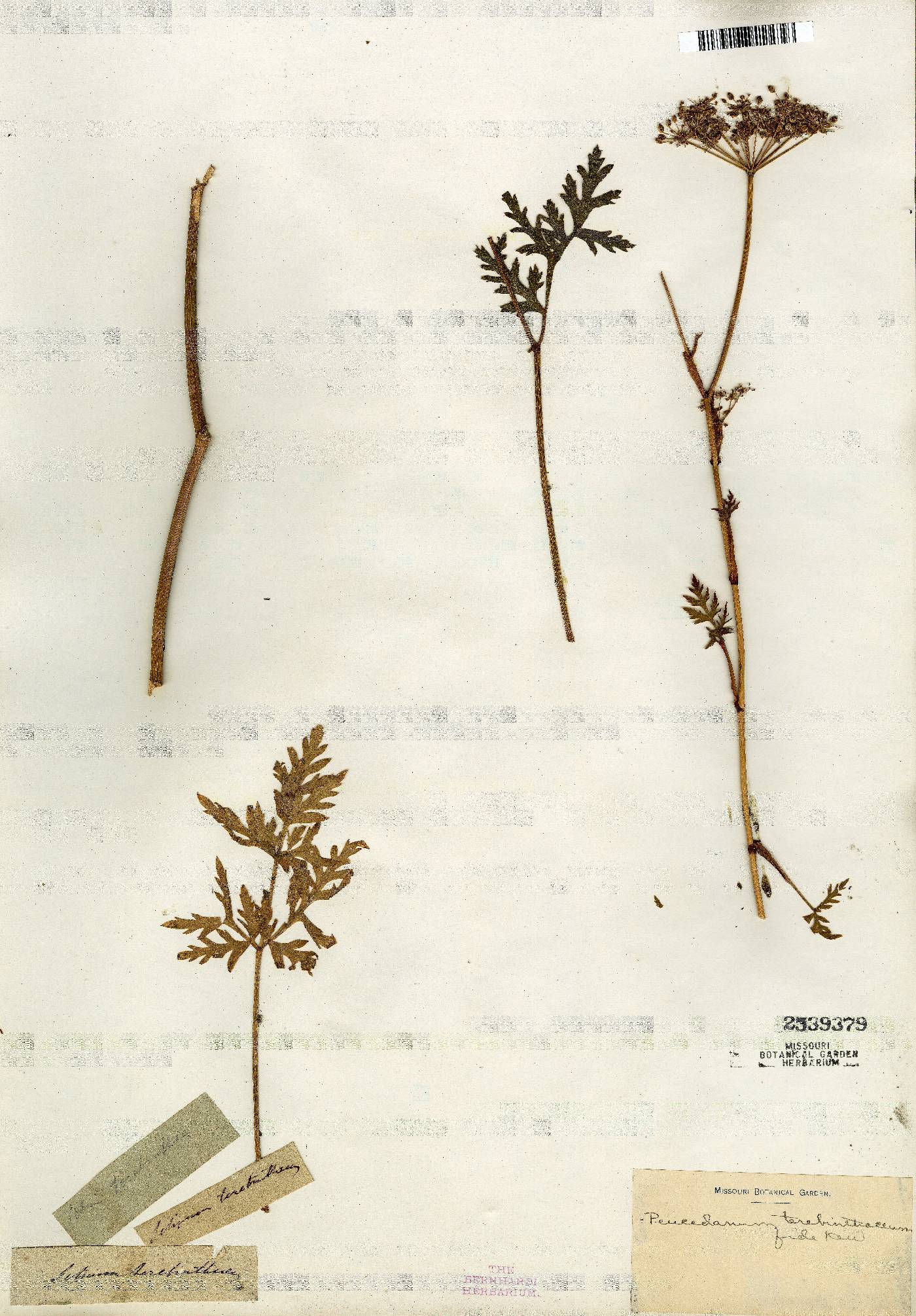 Peucedanum terebinthaceum image