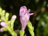 Physostegia angustifolia image