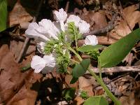 Mertensia virginica image