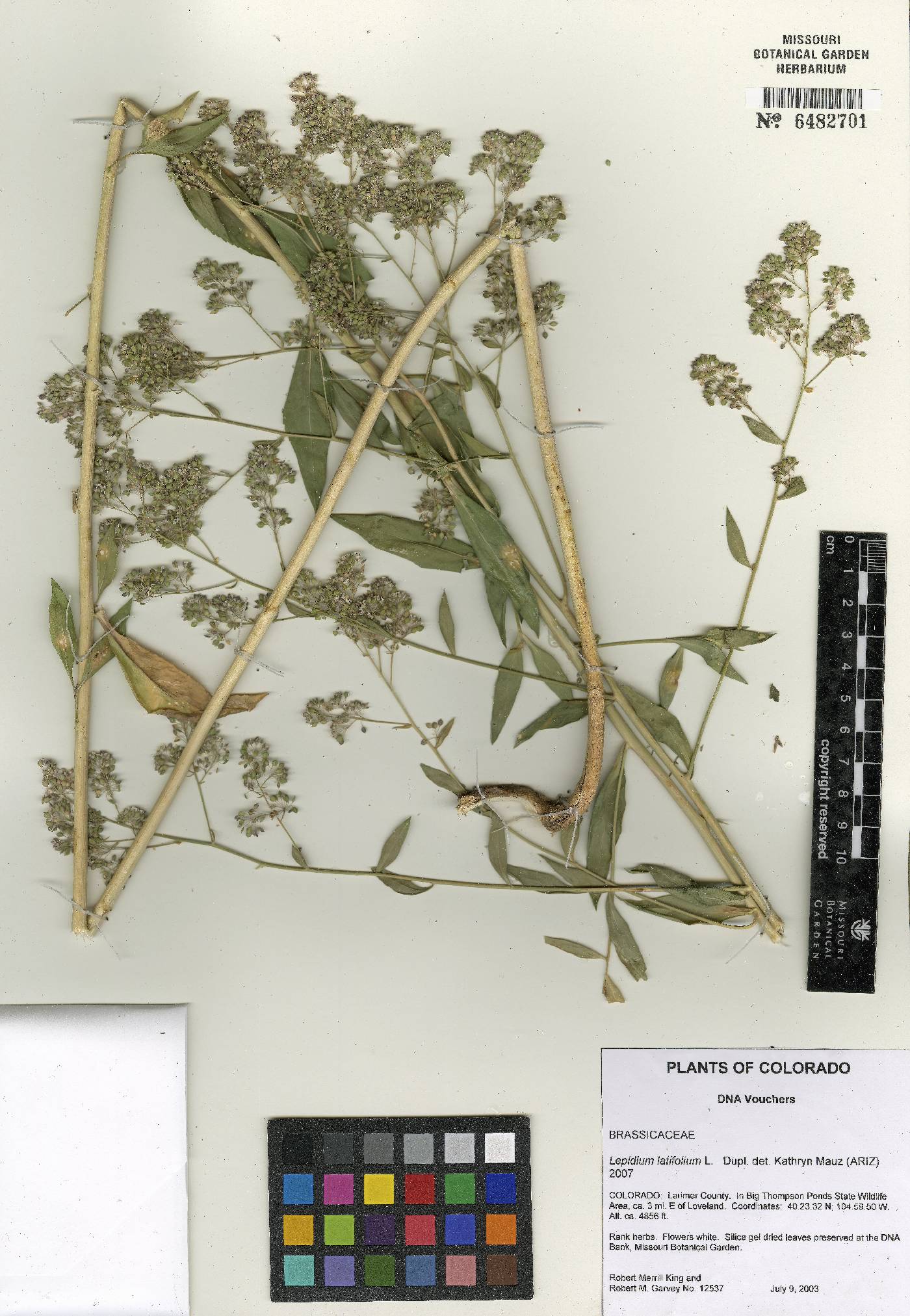 Lepidium latifolium image