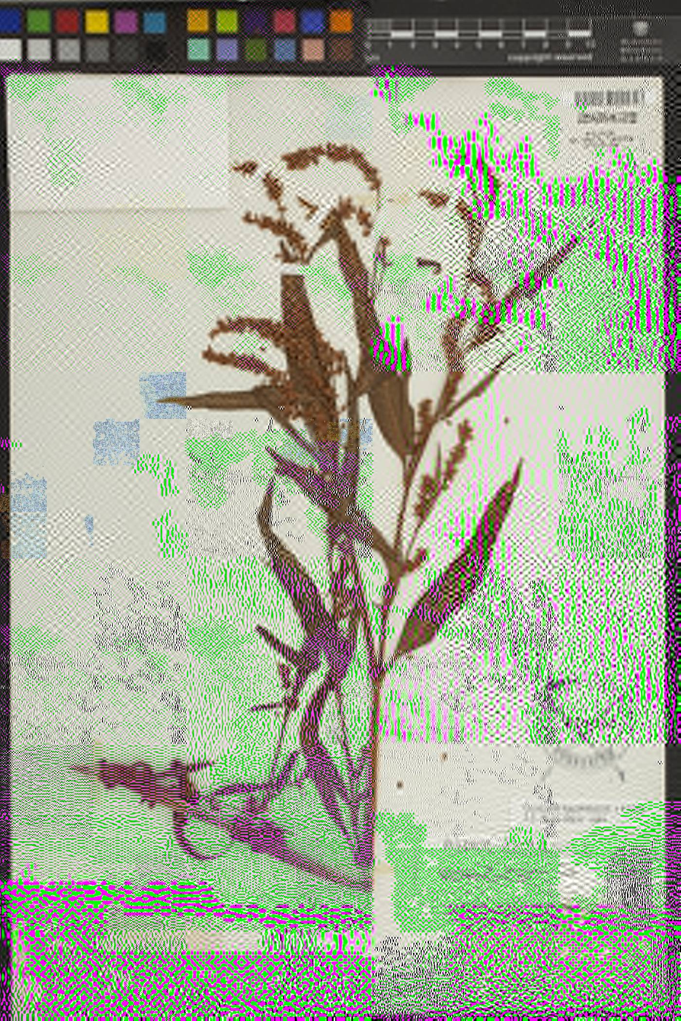 Persicaria lapathifolia subsp. pallida image