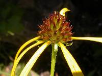 Echinacea paradoxa var. paradoxa image