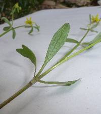 Ranunculus harveyi var. harveyi image