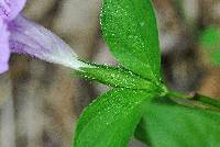 Ruellia strepens image