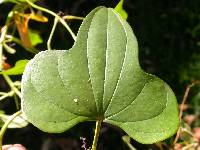 Dioscorea polystachya image