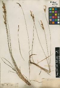 Carex tomentosa image