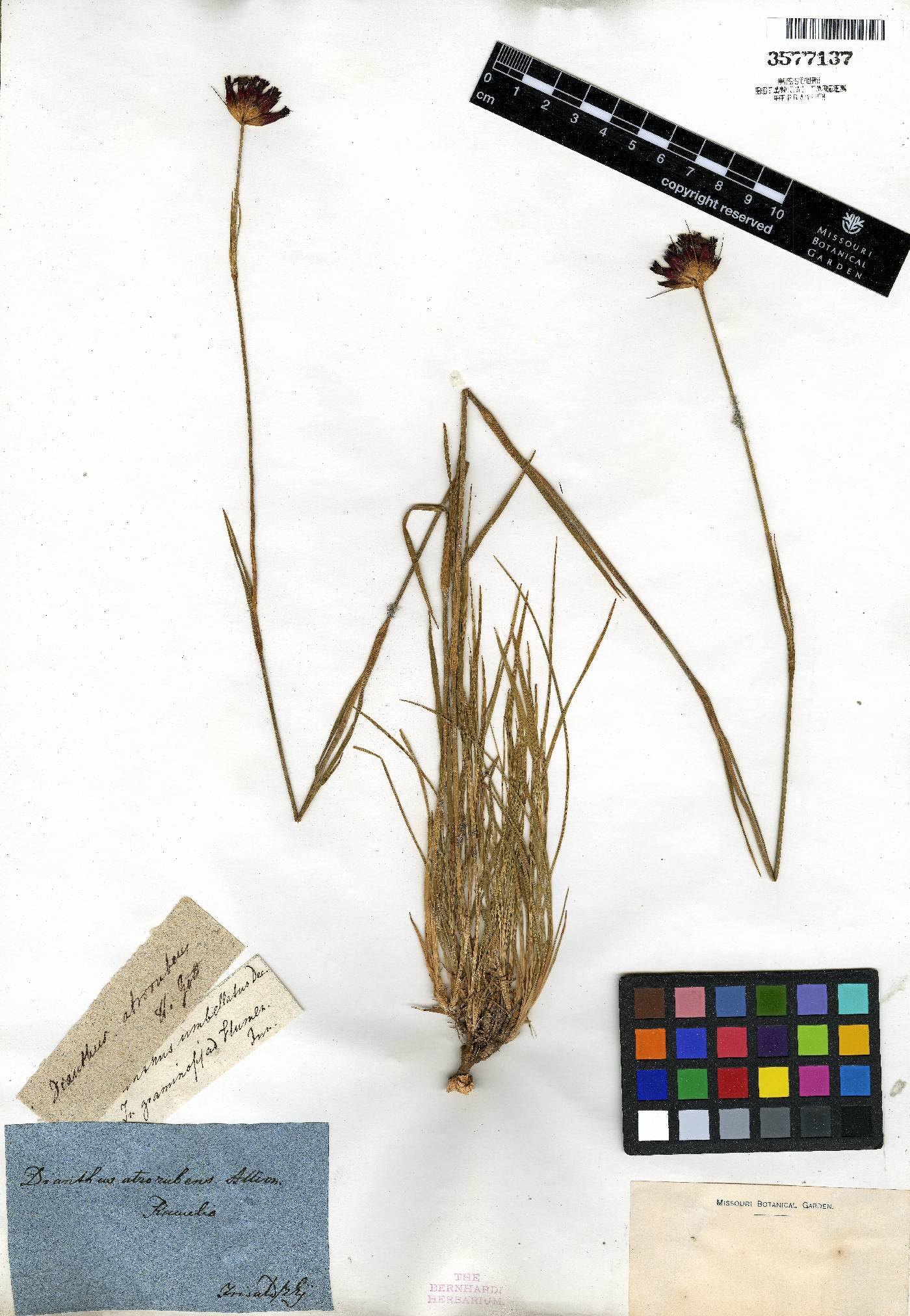 Dianthus atrorubens image