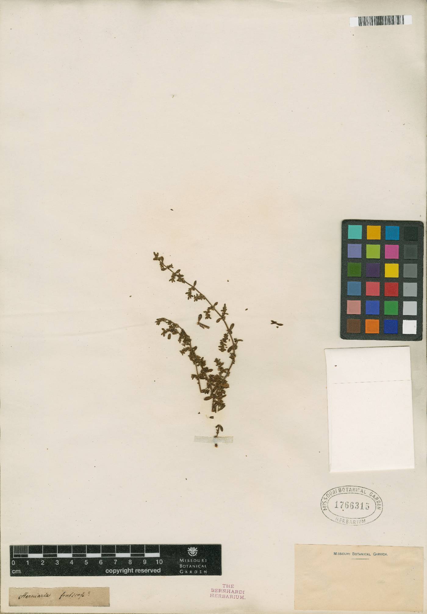 Herniaria fruticosa image