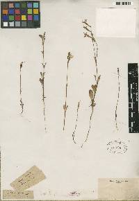 Silene bellidifolia image