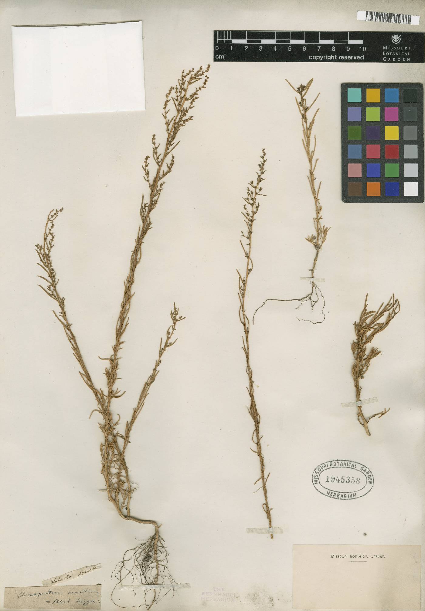 Suaeda altissima image