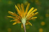 Krigia dandelion image