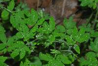 Phacelia ranunculacea image