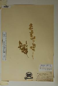 Chamaesyce dioica image