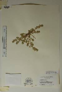 Chamaesyce dioica image