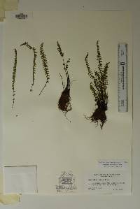 Asplenium resiliens image