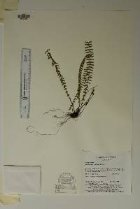 Asplenium resiliens image