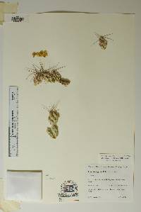 Corynopuntia aggeria image