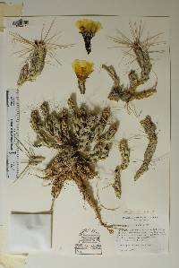 Corynopuntia aggeria image