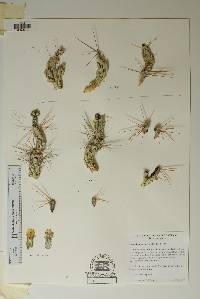 Corynopuntia aggeria image