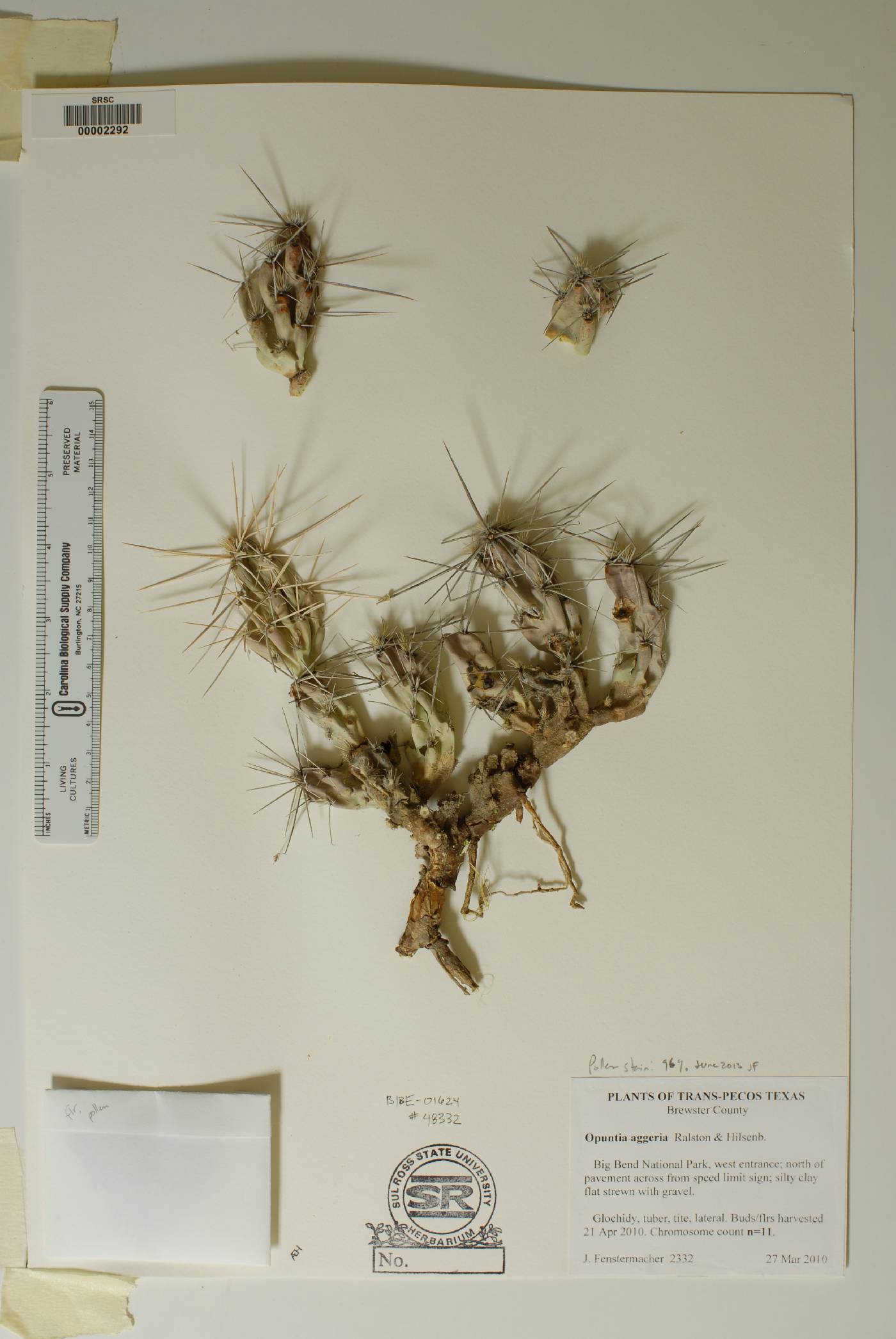 Corynopuntia aggeria image