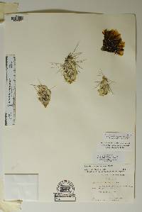 Corynopuntia aggeria image