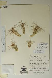 Corynopuntia aggeria image